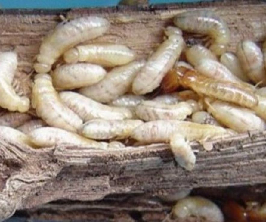 Algunos datos interesantes sobre las termitas