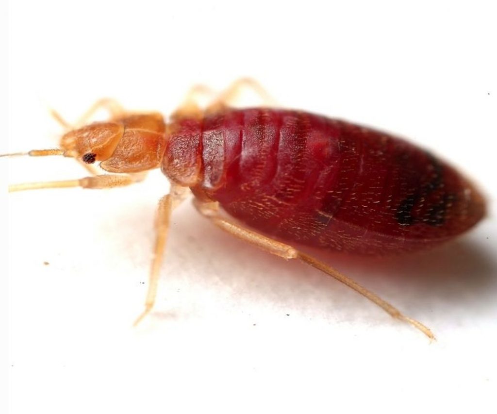 Cómo identificar una plaga de chinches - FastControl