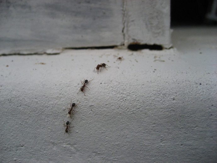 Consejos para combatir plagas de hormigas este verano