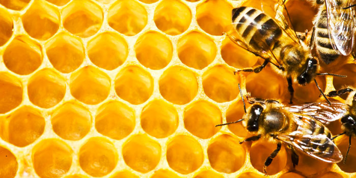 Consejos para evitar las picaduras de avispas y abejas