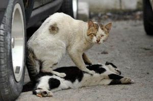 Control de plagas de gatos