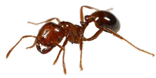 Descubren por primera vez en España la hormiga de fuego