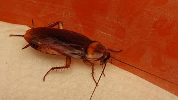 Eliminar plagas de cucarachas rápidamente