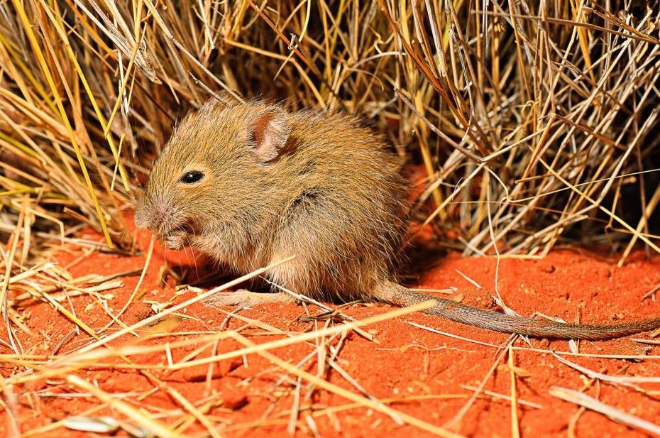 Incremento de la población de roedores debido al cambio climático