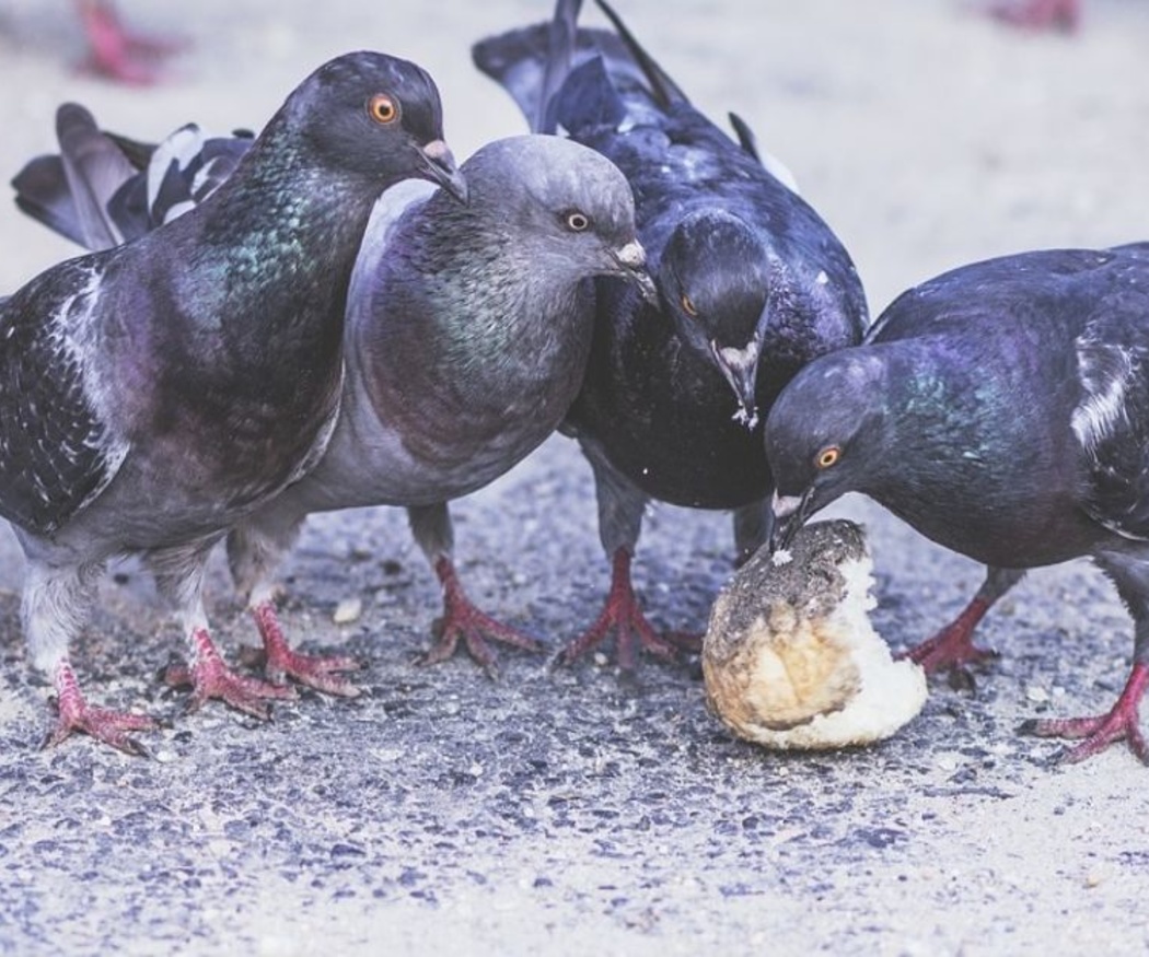 La importancia del control de palomas