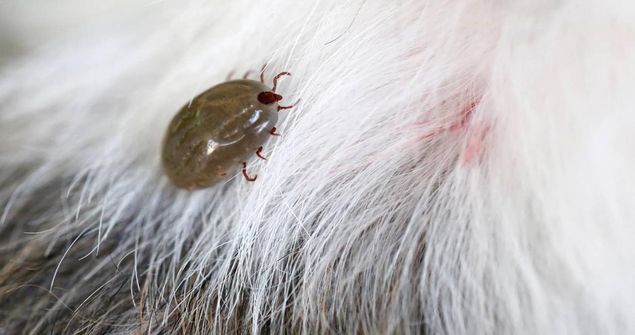 Las plagas que pueden atacar a tus mascotas