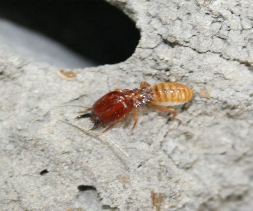 Las termitas y sus riesgos