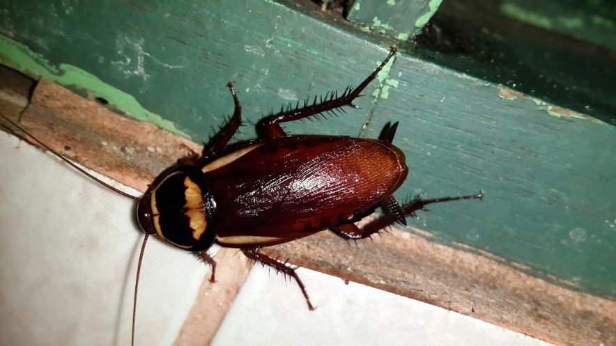 Nuevas plagas: La cucaracha australiana aparece en España