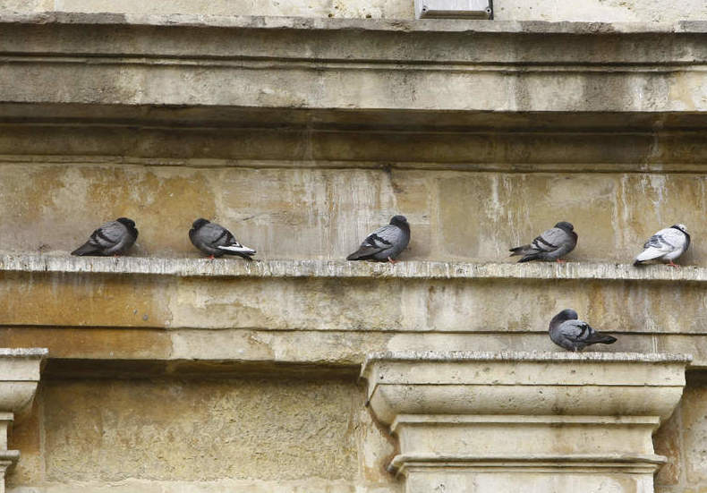 Peligros de las palomas para los edificios