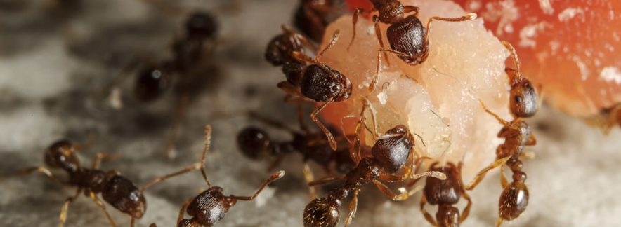 ¿Hormigas en casa? El control de plagas efectivo