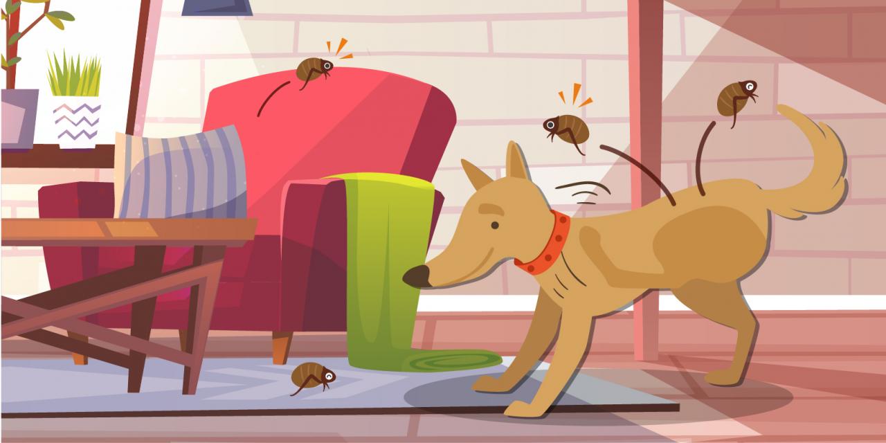 ¿Qué hacer ante plagas de pulgas?