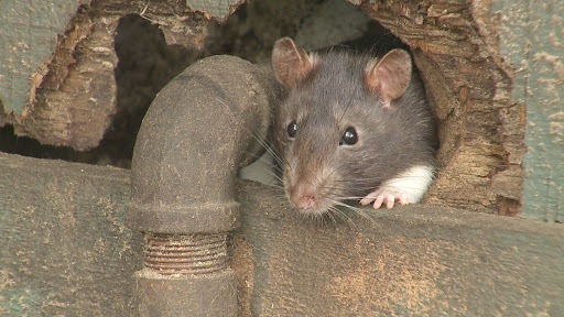 ¿Son efectivos los olores para repeler a las ratas?